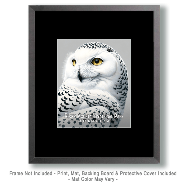 Rocky Mountain National Park - Snowy Owl Art