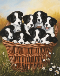 Basket Of Border Collies art