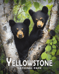 Yellowstone National Park - Two Bear Cubs