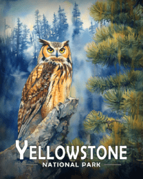 Yellowstone National Park - Great Horned Owl on Branch