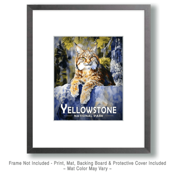 Yellowstone National Park - Resting Bobcat Art