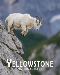 Yellowstone National Park - Mountain Goat Jumping