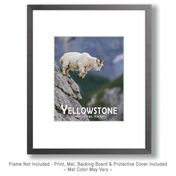 Yellowstone National Park - Mountain Goat Jumping Art