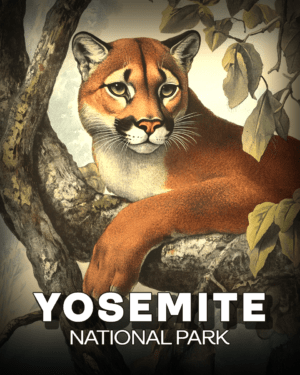 Yosemite National Park - Vintage Cougar