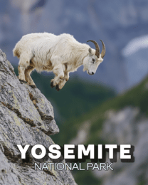 Yosemite National Park - Mountain Goat