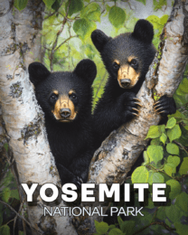 Yosemite National Park - Two Bear Cubs