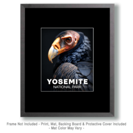 Yosemite National Park - Vulture Portrait