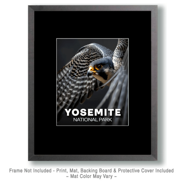 Yosemite National Park -Flying Peregrine Falcon Art