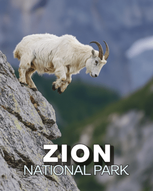 Zion National Park - Jumping Mountain Goat