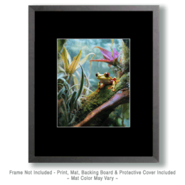 Air Plant Bromeliads with Tree Frog Art
