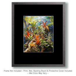 Air Plant Bromeliads Art