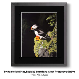 Puffin on Mossy Rock art print