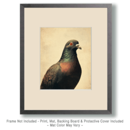 Vintage Pigeon Art