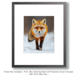 Walking Red Fox Art