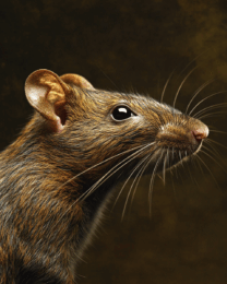 Rat Portrait