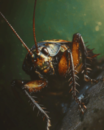 Cockroach Up-Close