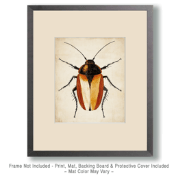 Cockroach Art