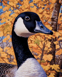 Canada Goose in Fall