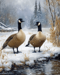 Classic Canadian Geese Pair
