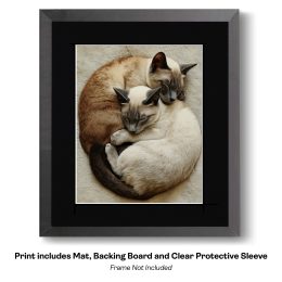 Siamese Kittens Cuddling, Happy Cats art print