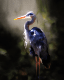 Great Blue Heron Impressionism 1 art print