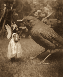 Vintage Capture Fairy and Bird art print