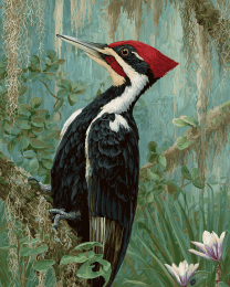 Ivory Billed Woodpecker