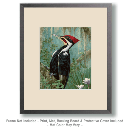 Ivory Billed Woodpecker Art