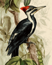 Naturalist Style Ivory Billed Woodpecker