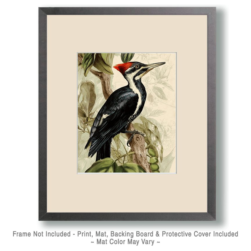 Naturalist Style Ivory Billed Woodpecker Art