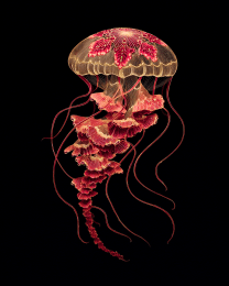 Stylized Jellyfish