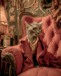 Wet Cat on Chaise lounge