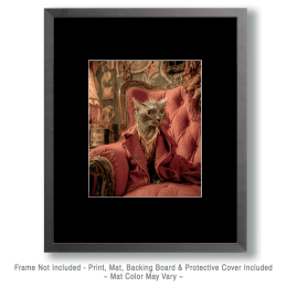 Wet Cat on Chaise lounge Art