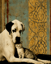Great Dane & Kitten Love