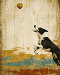 Border Collie Chasing Tennis Ball