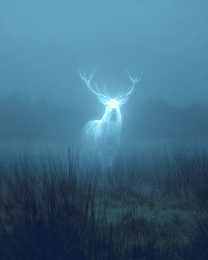 Ghost Elk