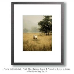 Single Sheep in Field Art