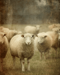 Antique Style Sheep Photo