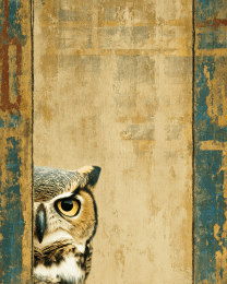 Peeking Owl