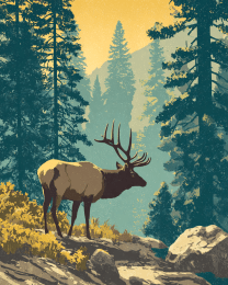 Classic Elk