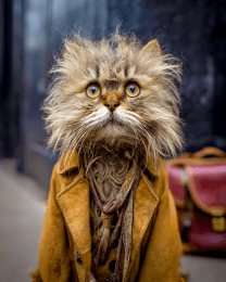 Long Haul Mack the Cat
