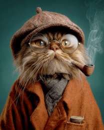 The Old Porf Cat