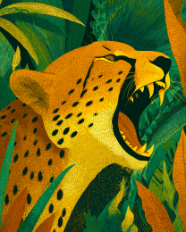 Cheetah Roaring