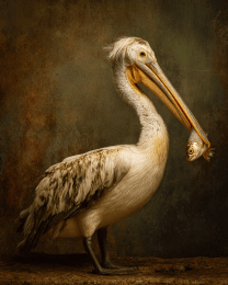 Pelican with Fish
