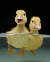 Two Swimming Duckling