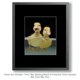 Two Swimming Duckling Art