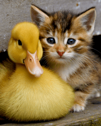 Duckling and Kitten Friends