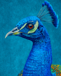 Impressionist Peacock Close-Up