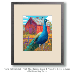 Peacock by Barn Art
