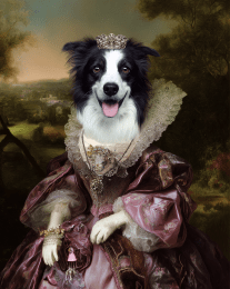 Ladyship Laura the Border Collie art print